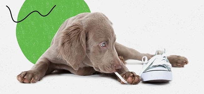 The no-chew household